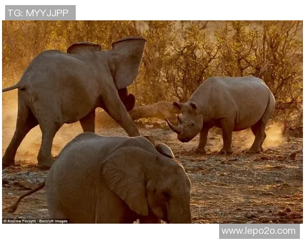 仁川冬土大象迎战釜山球队展现激情对决与精彩瞬间